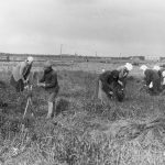 Stendes Selekcijas stacijas izmēģinājumu lauciņos novāc ražu ap 1923. g.